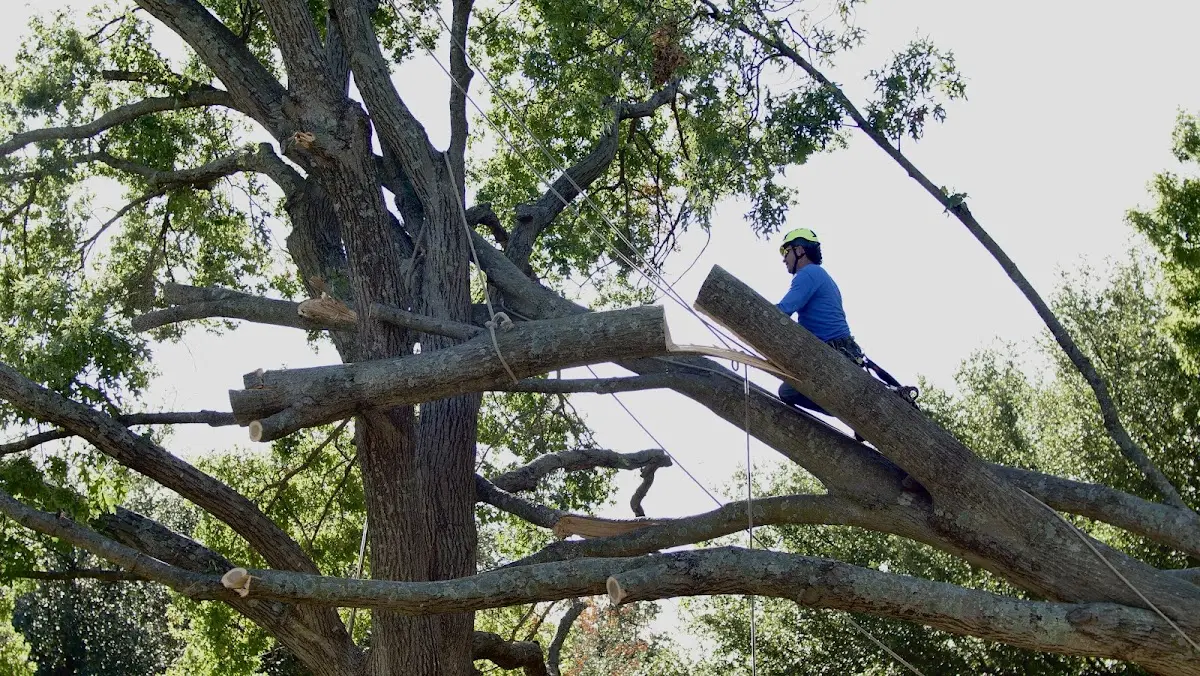 Professional Crown Thinning performed by certified arborists in Davis