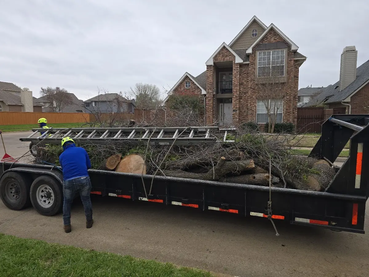 Expert Tree Pest Control with proper safety equipment in Davis